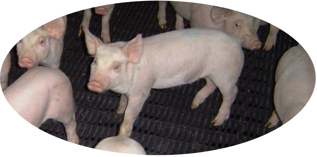porcs